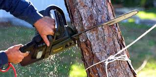 Best Tree and Shrub Care  in Clayton, IN