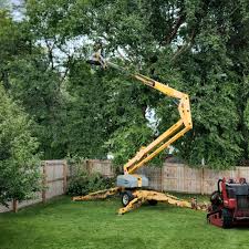 Best Tree Health Inspection  in Clayton, IN