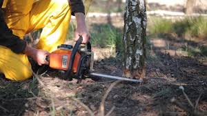  Clayton, IN Tree Removal Pros